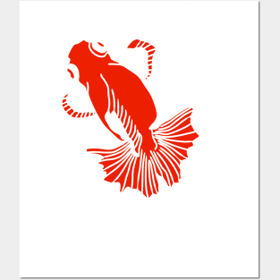 red and white butterfly tail goldfish Posters and Art